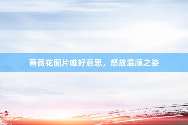 蔷薇花图片唯好意思，怒放温顺之姿